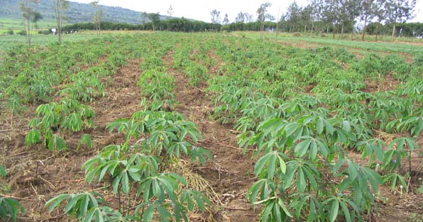 Manioc 1